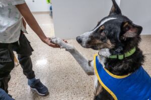 Terapia canina HUJ 2