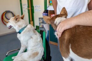 Terapia canina perros salud mental HUJ 3